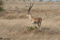IMG 7614-Kenyan gazelle like a manequin in Tsavo East IMG 7614-Kenyan gazelle like a manequin in Tsavo East